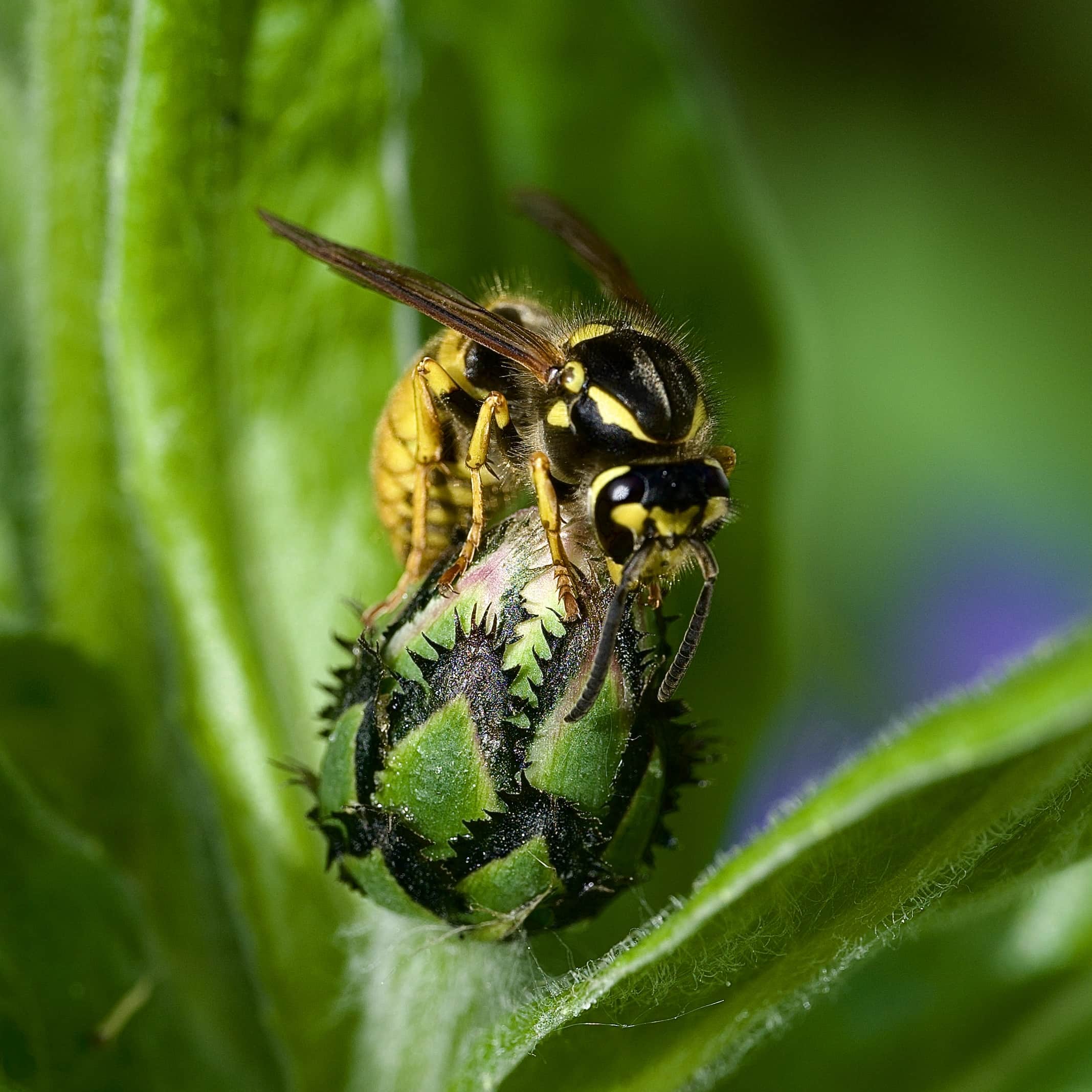 Yellowjacket on Guard